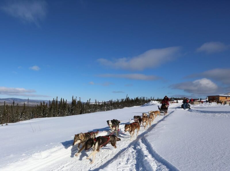 Fairbanks: 1-Hour Alaskan Winter Dog Sledding Adventure - FAQ