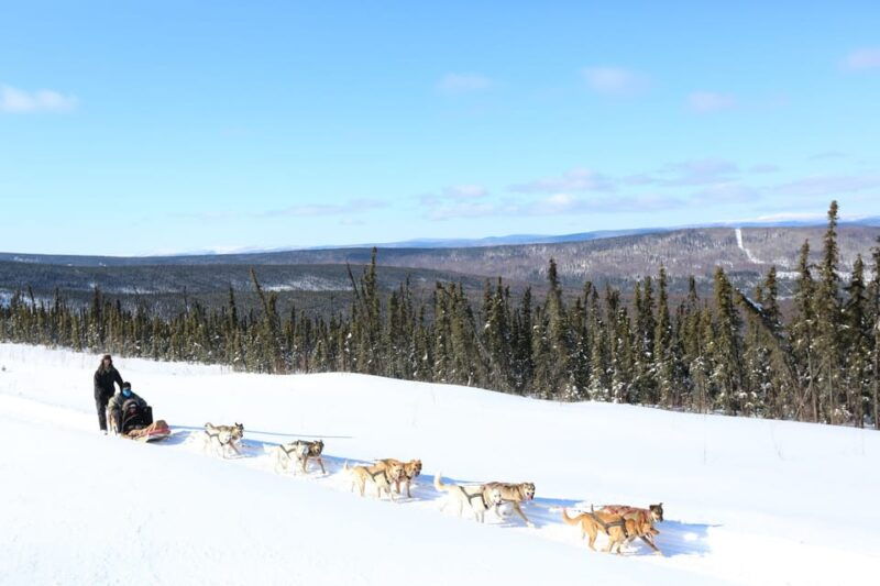 fairbanks-1-hour-alaskan-winter-dog-sledding-adventure