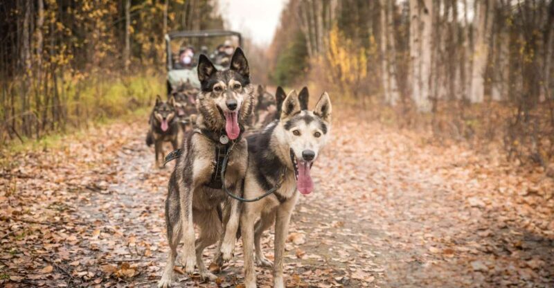 Fairbanks: Dog Mushing through Fall Landscapes on a UTV - What Is This Tour All About?