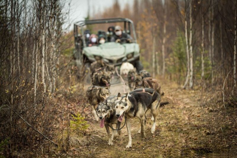 Fairbanks: Dog Mushing through Fall Landscapes on a UTV - The Value of This Tour