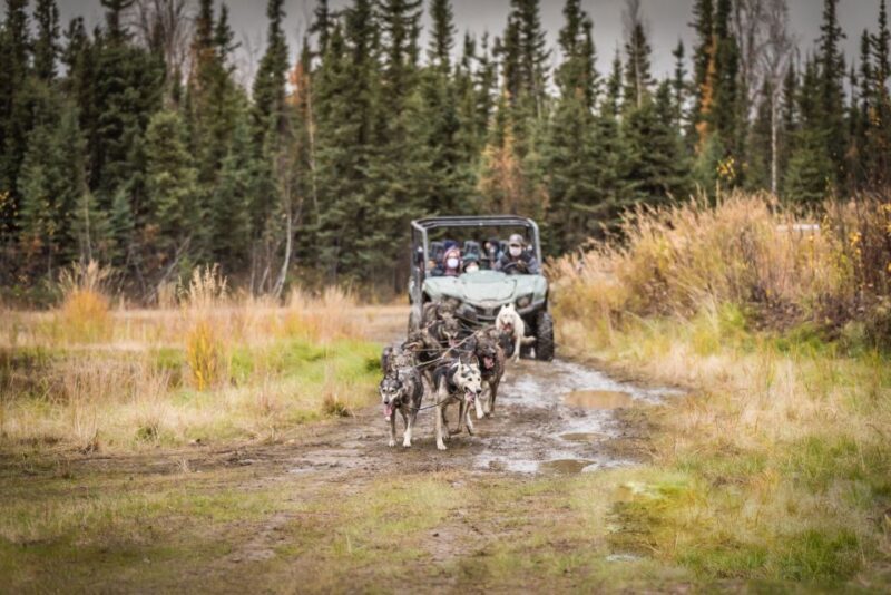 Fairbanks: Dog Mushing through Fall Landscapes on a UTV - Practical Tips for Travelers