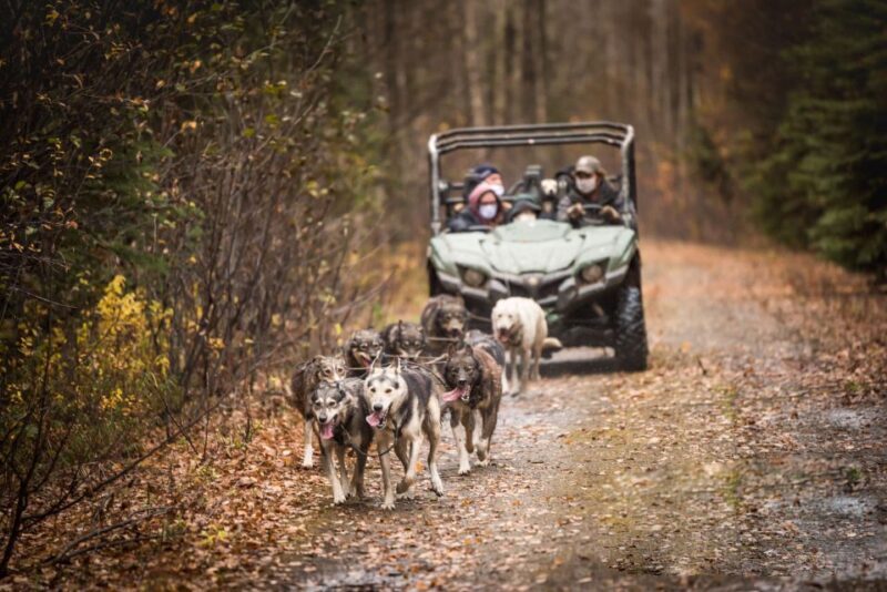 Fairbanks: Dog Mushing through Fall Landscapes on a UTV - FAQs