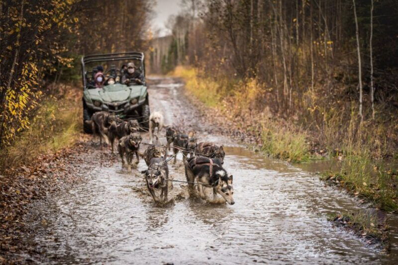 fairbanks-dog-mushing-through-fall-landscapes-on-a-utv