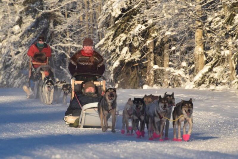fairbanks-dog-sledding-and-mushing-experience
