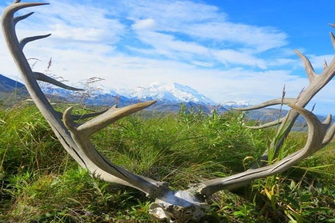 fairbanks-to-denali-shuttle-service