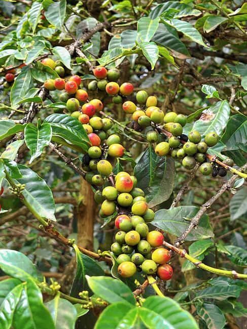 Fairview Coffee Estate Tour From Nairobi - Key Points