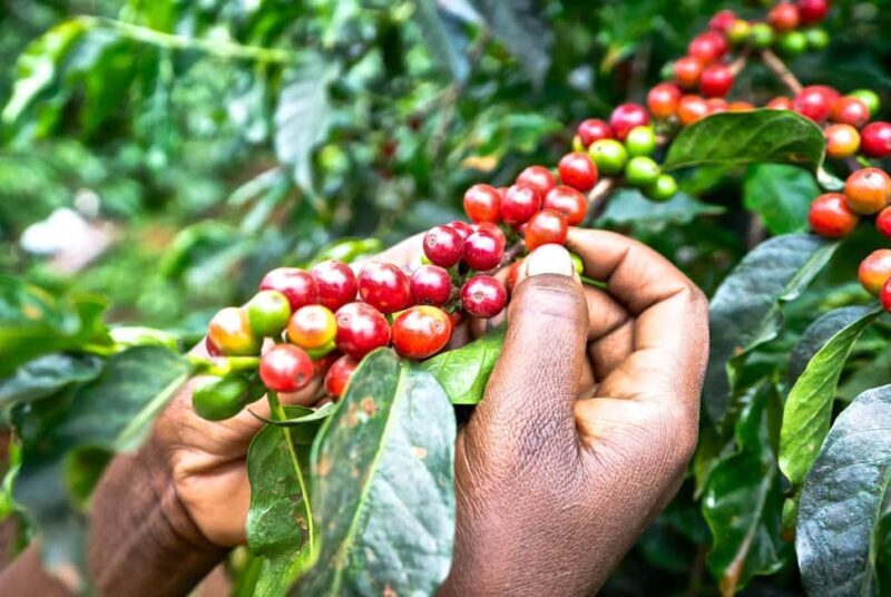Fairview Coffee Estate Tour From Nairobi - Who Would Love This Tour?
