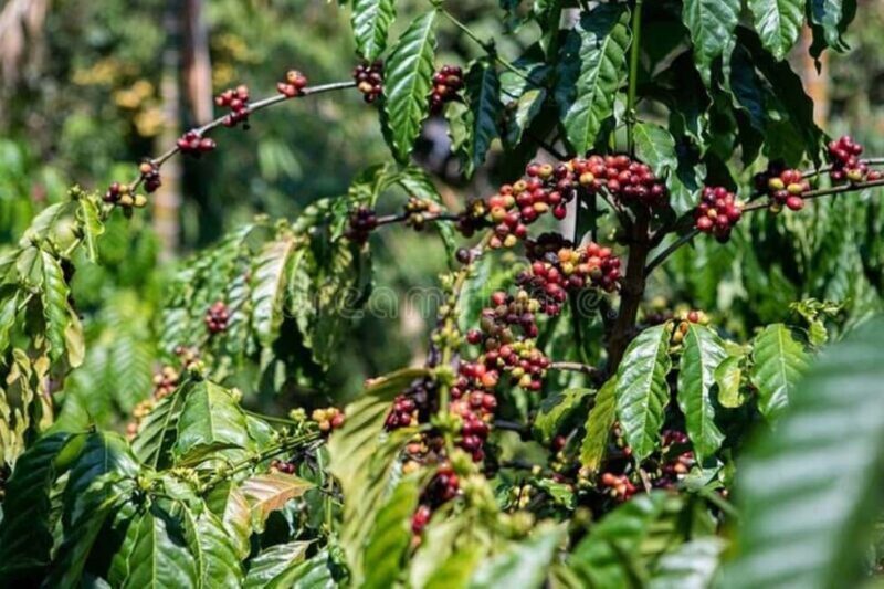 Fairview Coffee Estate Tour From Nairobi - Final Thoughts: Is It Worth It?