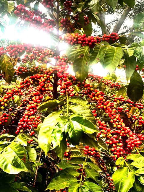 Fairview Coffee Farm and Factory Guided Tour with Entry Fees - Key Points