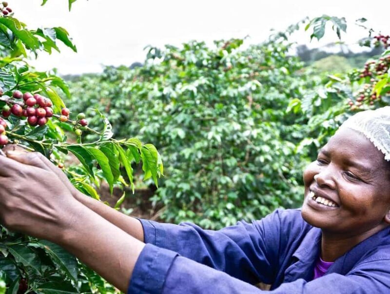 Fairview Coffee Farm and Factory Guided Tour with Entry Fees - The Itinerary: What to Expect on Your Coffee Tour