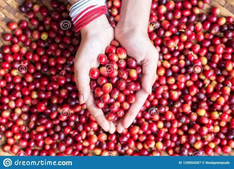 Fairview Coffee Farm and Factory Guided Tour with Entry Fees - What You’ll Love Most