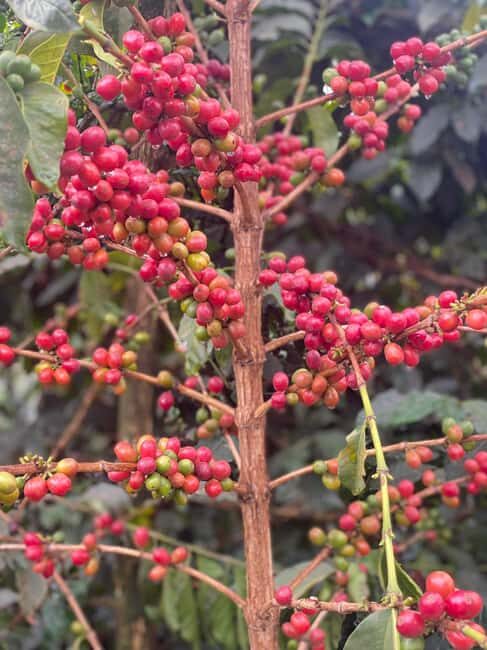 Fairview Coffee Farm and Factory Guided Tour with Entry Fees - FAQ
