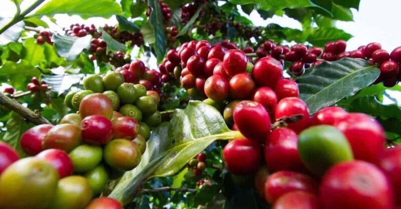 Fairview Coffee Farm Day Tour From Nairobi - A Closer Look at the Fairview Coffee Farm Day Tour