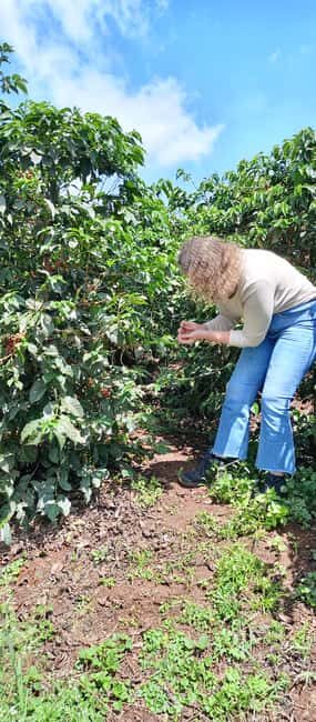 FAIRVIEW COFFEE FARM DAY TOUR - Fairview Coffee Farm Day Tour Review: A Genuine Coffee Adventure in Kenya