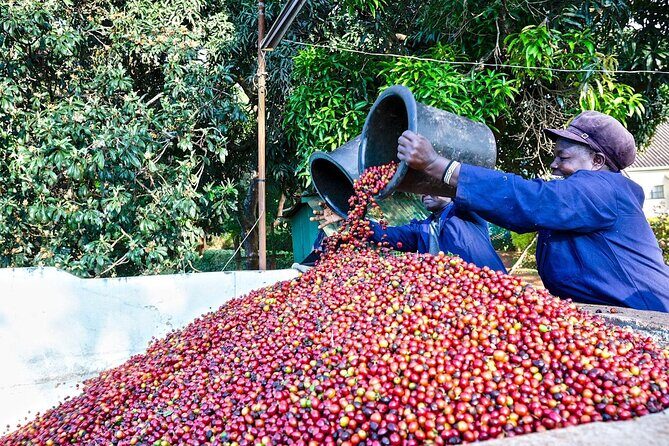 Fairview Estate Coffee Farm Tour With Pick up - Key Points