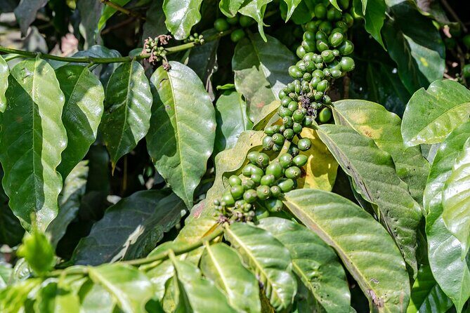 Fairview Estate Coffee Farm Tour With Pick up - What to Expect from the Fairview Estate Coffee Farm Tour