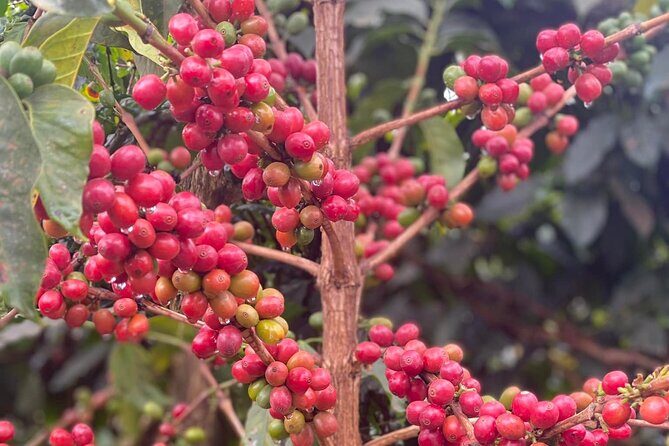 Fairview Estate Coffee Farm Tour With Pick up - The Sum Up