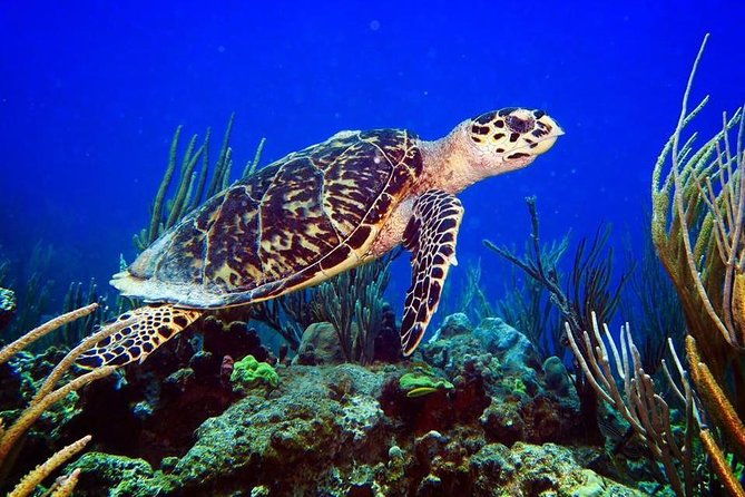 fajardo-2-tank-scuba-dive-for-certified-divers-only