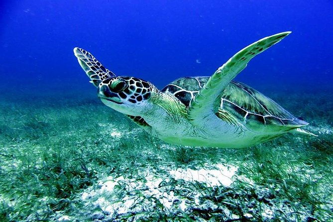 fajardo-afternoon-snorkeling-adventure-tour