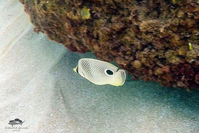 fajardo-puerto-rico-morning-snorkeling-beach-tour