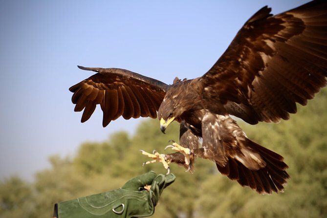 Falcon 1Private Dubai Falconry Safari - FAQs