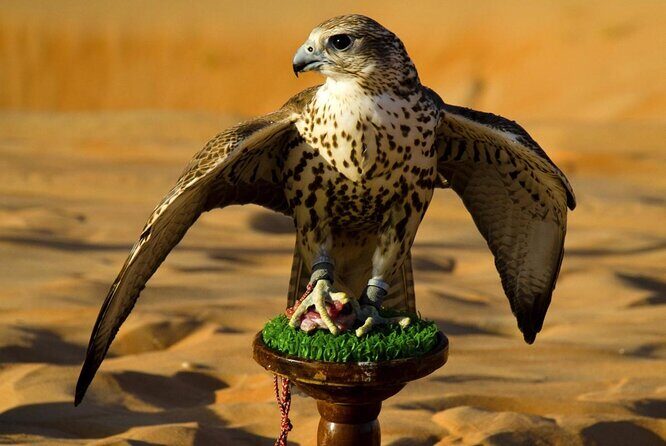 Falcon Hospital Tour - Falcon Hospital Tour: A Unique Insight into the UAE’s Cultural Icon