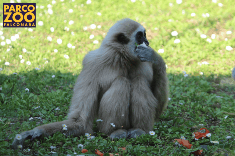 falconara-marittima-zoo-falconara-park-entry-ticket