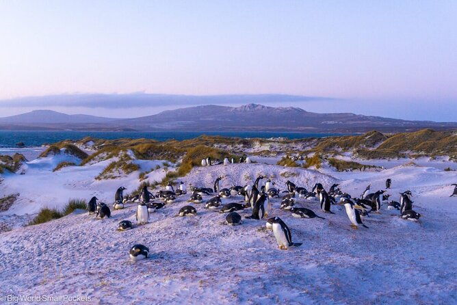 falkland-islands-shared-tour-with-penguins-sightseeing