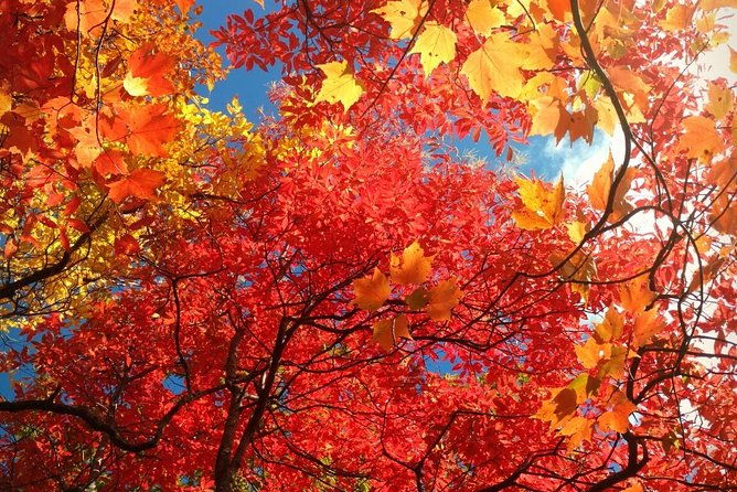 fall-color-tour-in-the-smoky-mountains