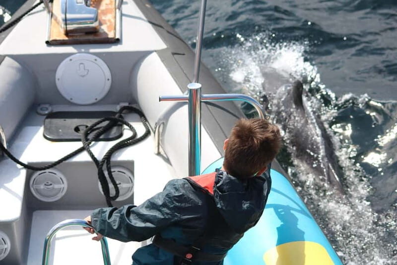 Falmouth: 2 Hour Wildlife Watching RIB Tour - An In-Depth Look at the Falmouth Wildlife Watching RIB Tour