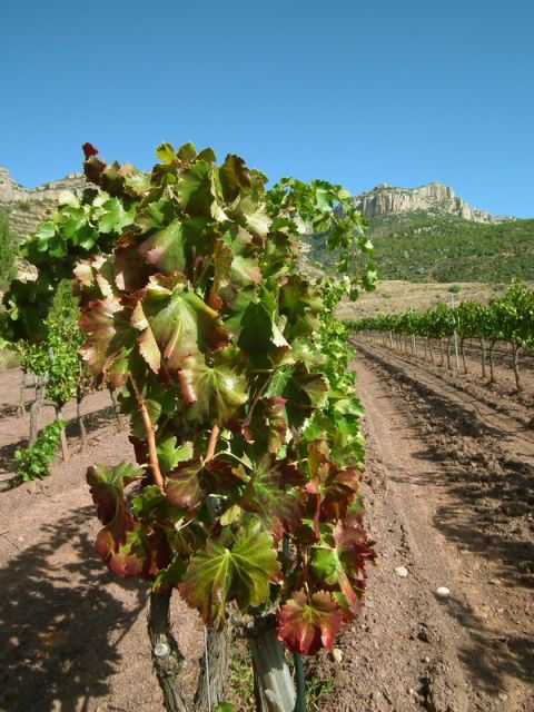 falset-guided-wine-tour-to-the-priorat-by-a-local