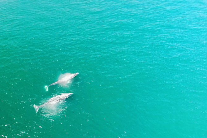 family-and-private-group-whale-and-dolphin-watching-2