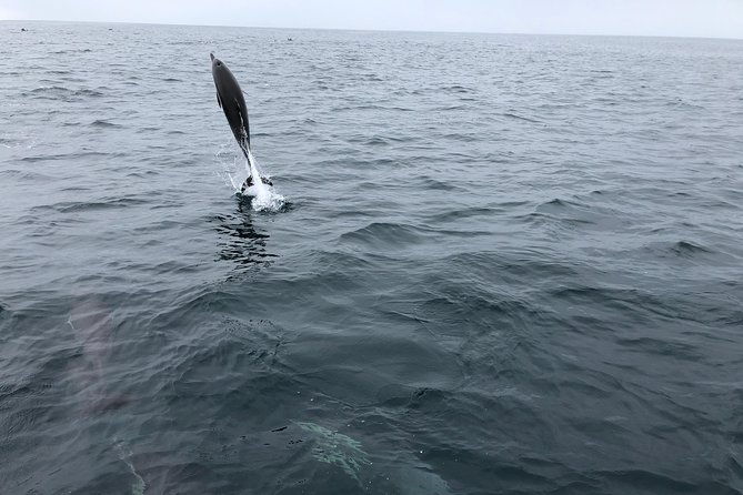 family-and-private-group-whale-and-dolphin-watching-2