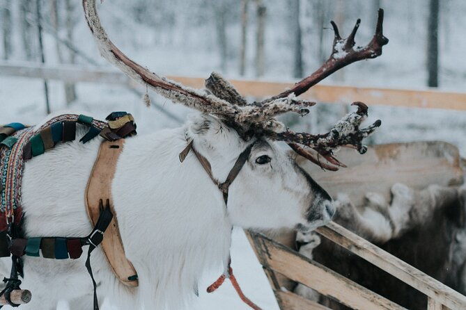 family-day-reindeer-husky-and-snowmobiling-in-levi-4