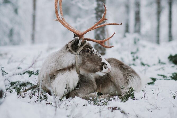 family-day-reindeer-husky-and-snowmobiling-in-levi