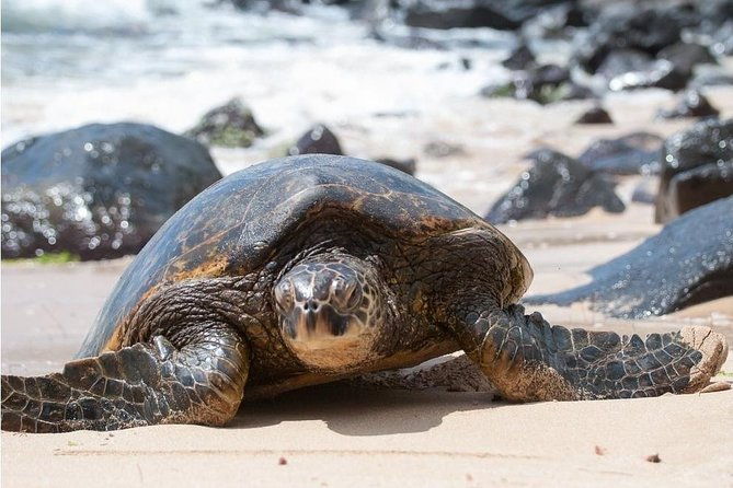 family-friendly-private-circle-island-tour-of-oahu