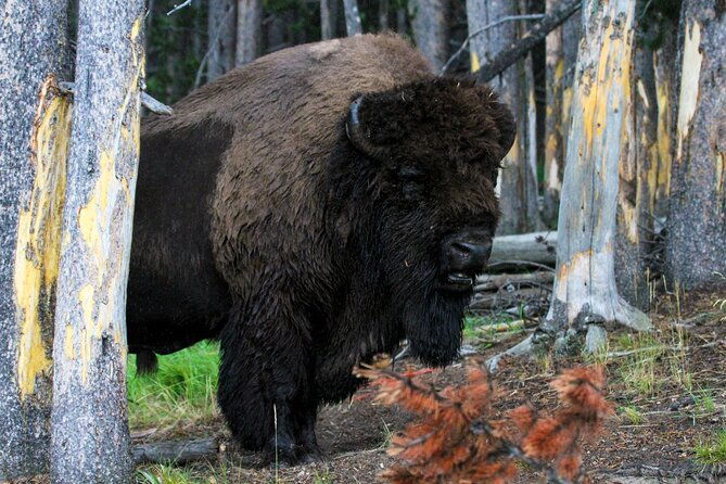 family-friendly-private-tour-at-yellowstone-national-park-w-lunch