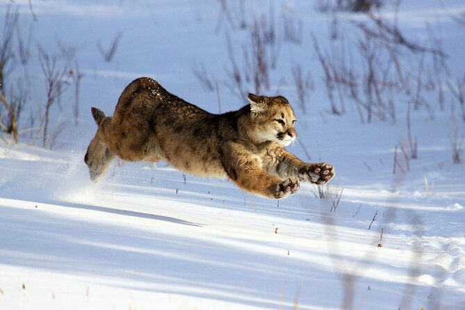 family-friendly-private-tour-at-yellowstone-national-park-w-lunch