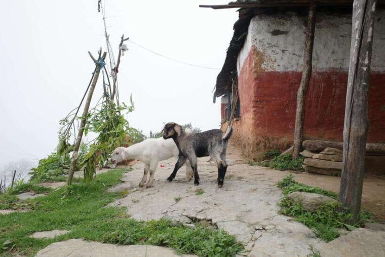 family-friendly-trekking-3-days-dhampus-and-australian-camp