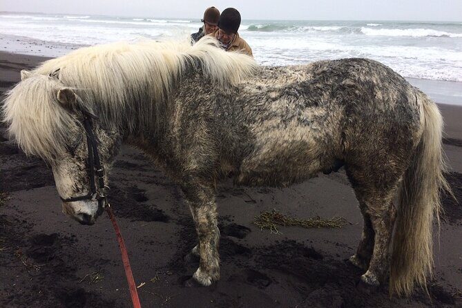 Family Horse Riding Tour in Thorlakshofn - FAQs