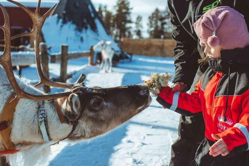 Family Snow Fun with Huskies, Reindeer, Mini Scooters, Lunch - Who Is This Tour Best For?  
