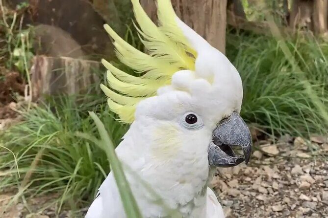 Family trip to staglands wildlife sanctuary - Family trip to Staglands Wildlife Sanctuary: A Practical Guide