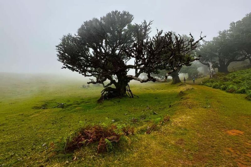 Fanal / Assobiadores - Levada Walk - Key Points