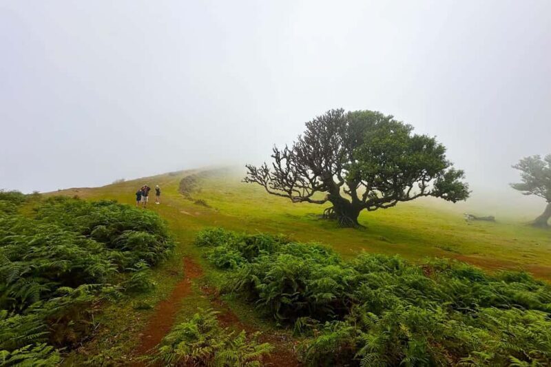 Fanal / Assobiadores - Levada Walk - Exploring the Route and What to Expect