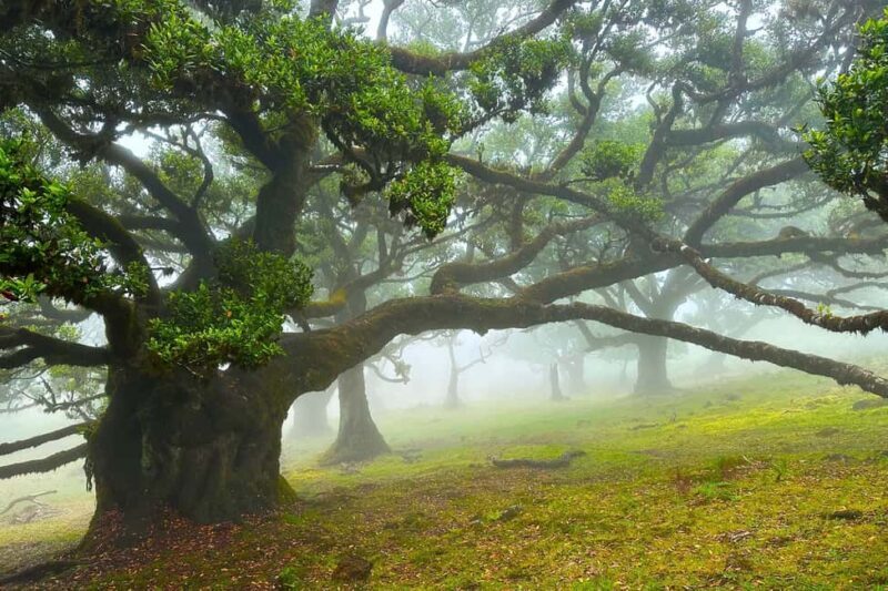 Fanal / Assobiadores - Levada Walk - Practical Tips for the Walk