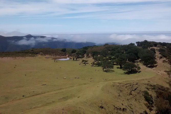 fanal-enchanted-forest-2