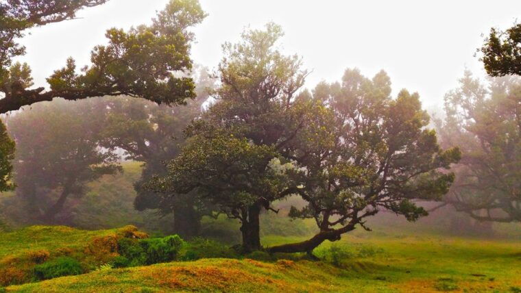 fanal-whistles-levada-walk