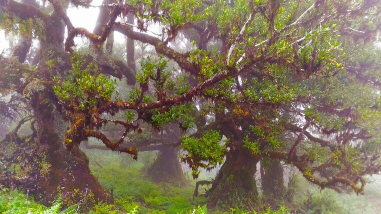 fanal-whistles-levada-walk