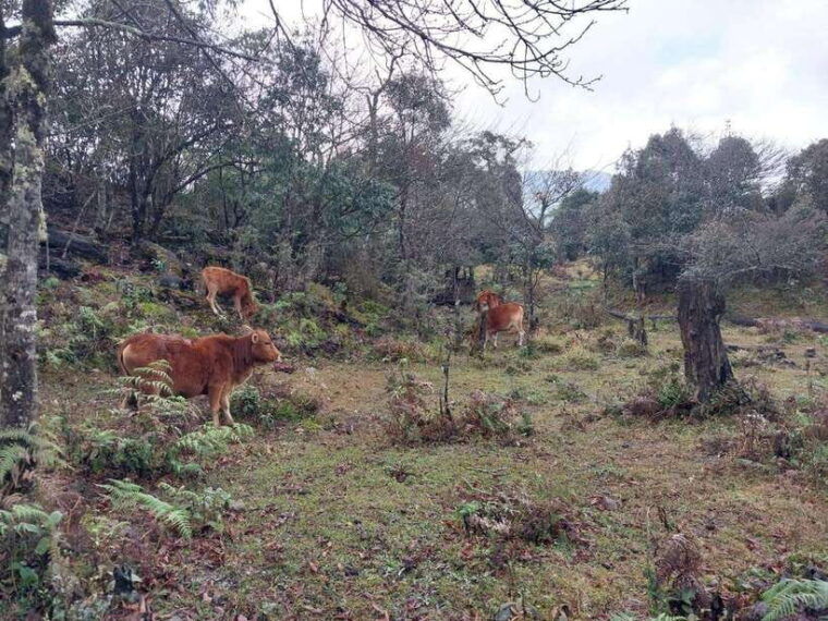 fansipan-mountain-1-day-trekking-tour