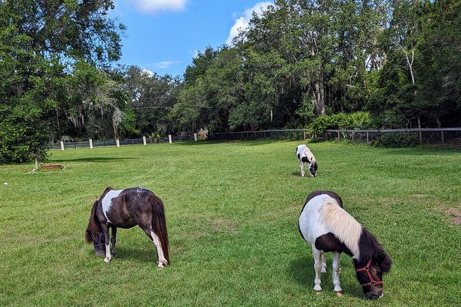 farm-experience-with-ponies-bunnies-chickens-and-goats